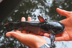 Black Catfish photo 1
