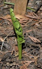 Botrychium crenulatum