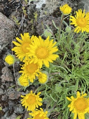 Erigeron linearis
