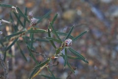 Pultenaea rosmarinifolia