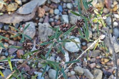 Pultenaea rosmarinifolia