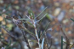Pultenaea rosmarinifolia