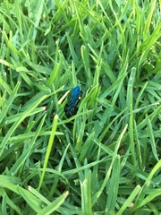 Laeviscolia frontalis