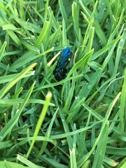 Laeviscolia frontalis