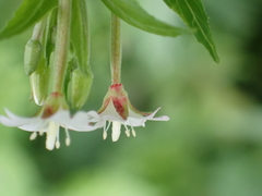 Epilobium