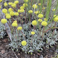 Eriogonum douglasii