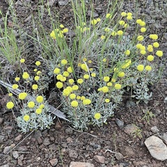Eriogonum douglasii