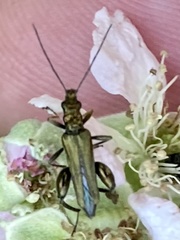 Oedemera nobilis