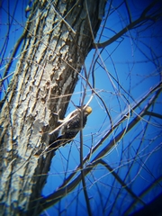 Melanerpes aurifrons