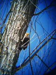 Melanerpes aurifrons