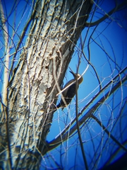 Melanerpes aurifrons