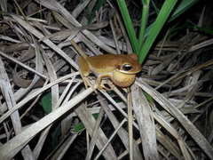 Boana prasina