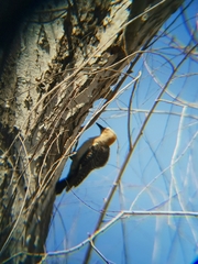 Melanerpes aurifrons