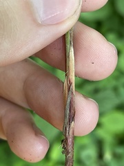 Carex roanensis