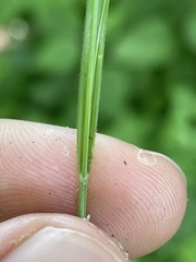 Carex roanensis