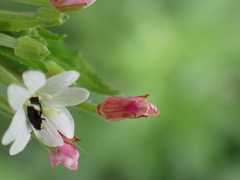 Epilobium