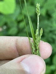 Carex roanensis