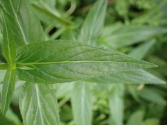 Epilobium