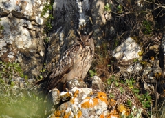 Bubo bubo hispanus