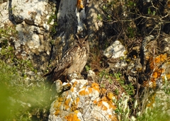 Bubo bubo hispanus