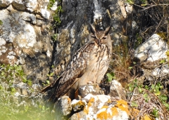 Bubo bubo hispanus