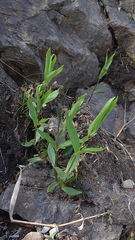 Stellaria fenzlii