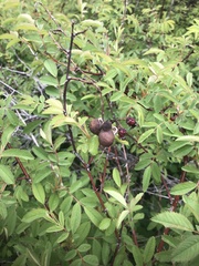 Diplolepis variabilis