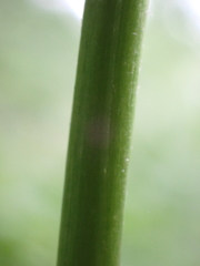 Epilobium