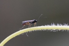 Ichneumonidae