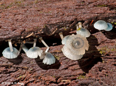 Mycena cyanocephala