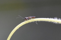 Ichneumonidae