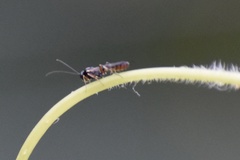 Ichneumonidae