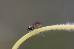 Ichneumonidae