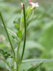 Epilobium