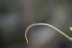 Ichneumonidae