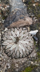 Pelecyphora aselliformis
