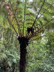 Alsophila spinulosa