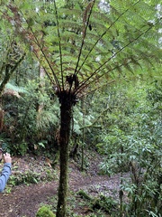 Alsophila spinulosa