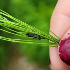 Crioceris duodecimpunctata