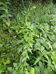 Epilobium