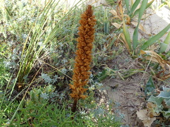 Orobanche densiflora