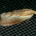 Greater Wax Moth - Photo (c) Monica Krancevic, some rights reserved (CC BY-NC), uploaded by Monica Krancevic