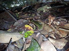 Physalaemus olfersii