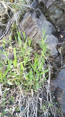 Stellaria fenzlii