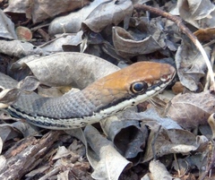 Masticophis bilineatus