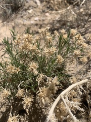 Chrysothamnus viscidiflorus puberulus