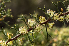 Hakea lissocarpha