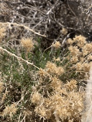 Chrysothamnus viscidiflorus puberulus