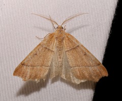 Destutia excelsa