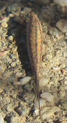Machilinus